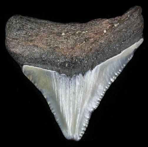 Bargain Megalodon Tooth - Maryland #29966